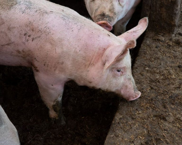 หมูเป็นโรค เตือนภัย โรคหูดับ อาการหูดับ เป็น หูหนวก จาก กินหมูดิบ