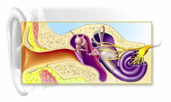 ประเภทการรับฟังเสียงบกพร่องแบบผสม (Mixed hearing loss)