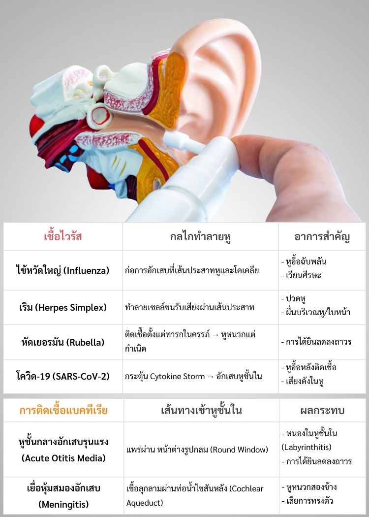 อาการหูสาเหตุจากระบบภูมิคุ้มกัน